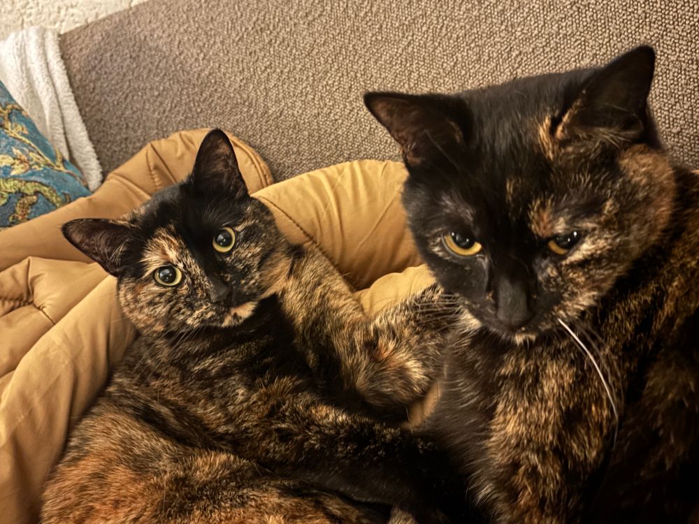 Schildpadpoezen Foxy en Pixy luieren op de bank met mama 