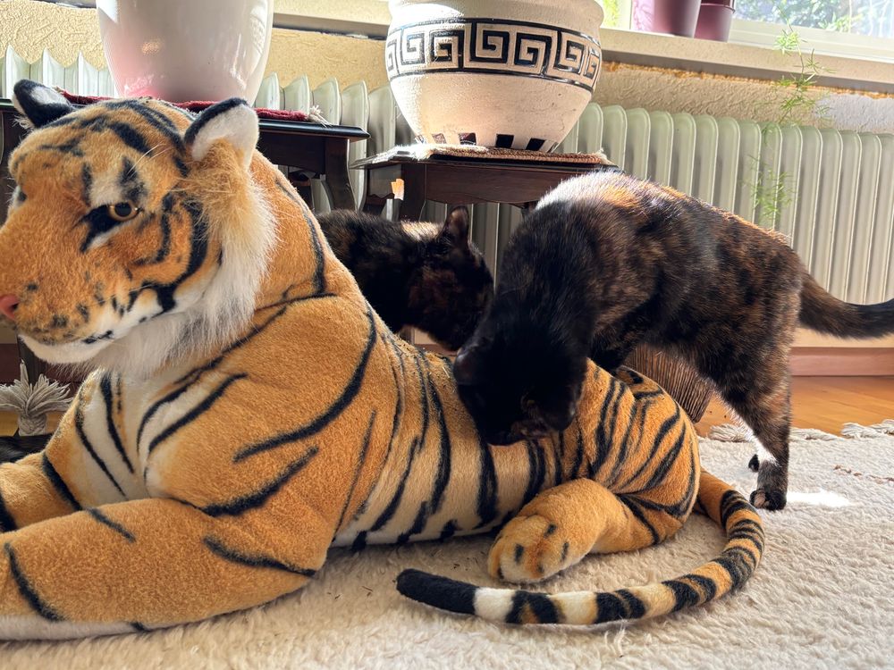 Ik heb wat catnip gesprenkeld over de grote knuffeltijger die jarenlang geleden van de kermis kwam