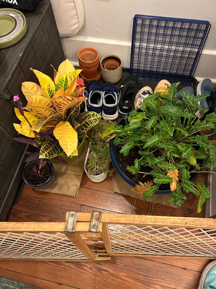 Bright green and yellow potted plants sit on the floor inside - a baby gate sections them off. 