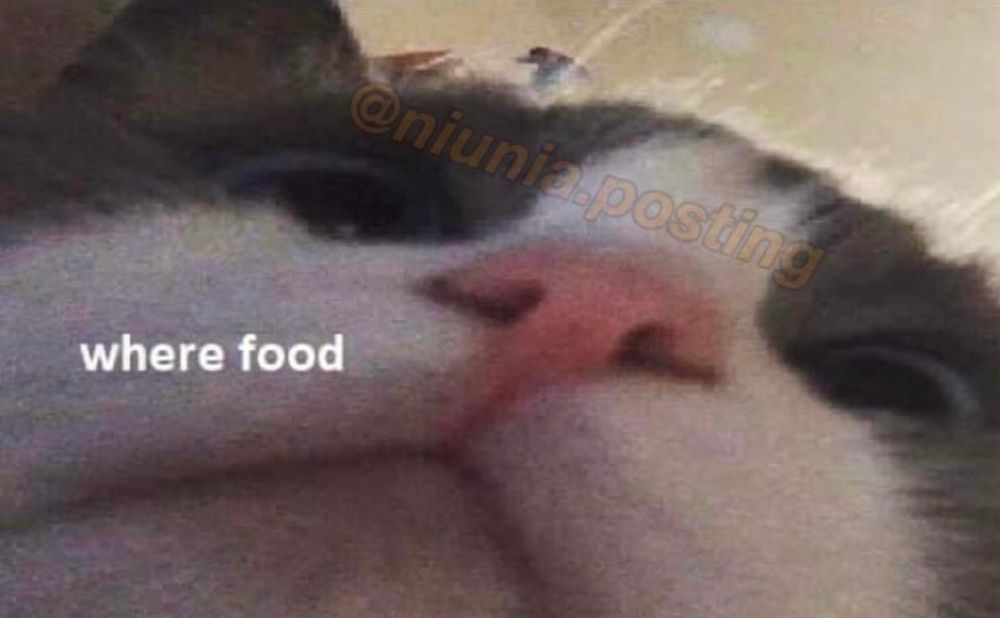 Chat qui dit « where food »