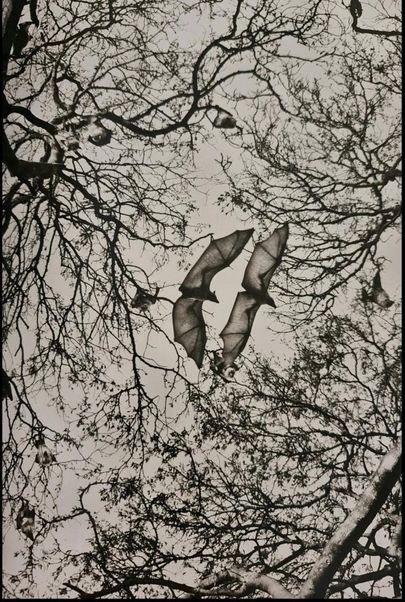 https://www.mutualart.com/Artwork/BATS-ON-A-TAMARIND-TREE/46EB35B9DBBB918BF22FD0541F77A645