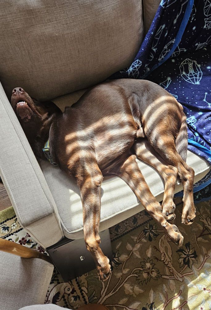 a chocolate lab contorted on the couch in a way that couldn't possibly be comfortable. his little teef are showing and he's got his legs stuck out like a dead deer or something.