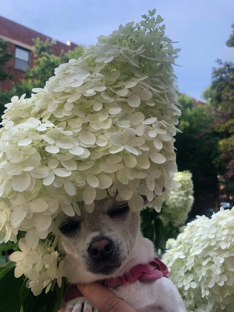 Madame Chienne du Fromage