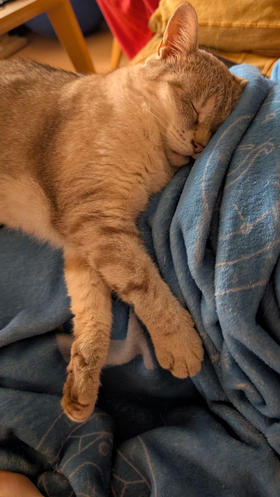 Photo de mon chat Niko en train de dormir bien confortablement 