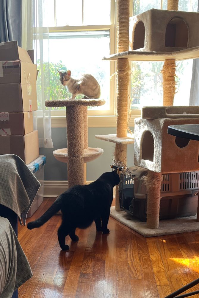 2 cats investigating and sitting on the cat trees I have in front of a sunny window. 