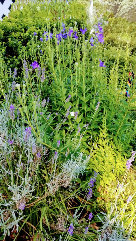 Purple balloon  flowers and lavender against a background of various shades of green.