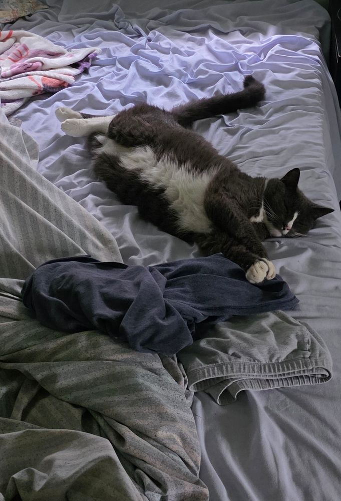 Grey and white kitty all stretched out sleeping on the bed.