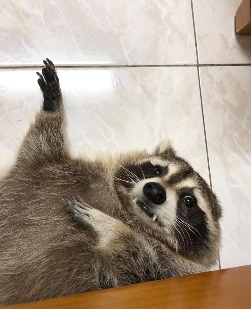 um guaxinim gorducho saindo de baixo de alguma coisa e com pressas bem pronunciadas