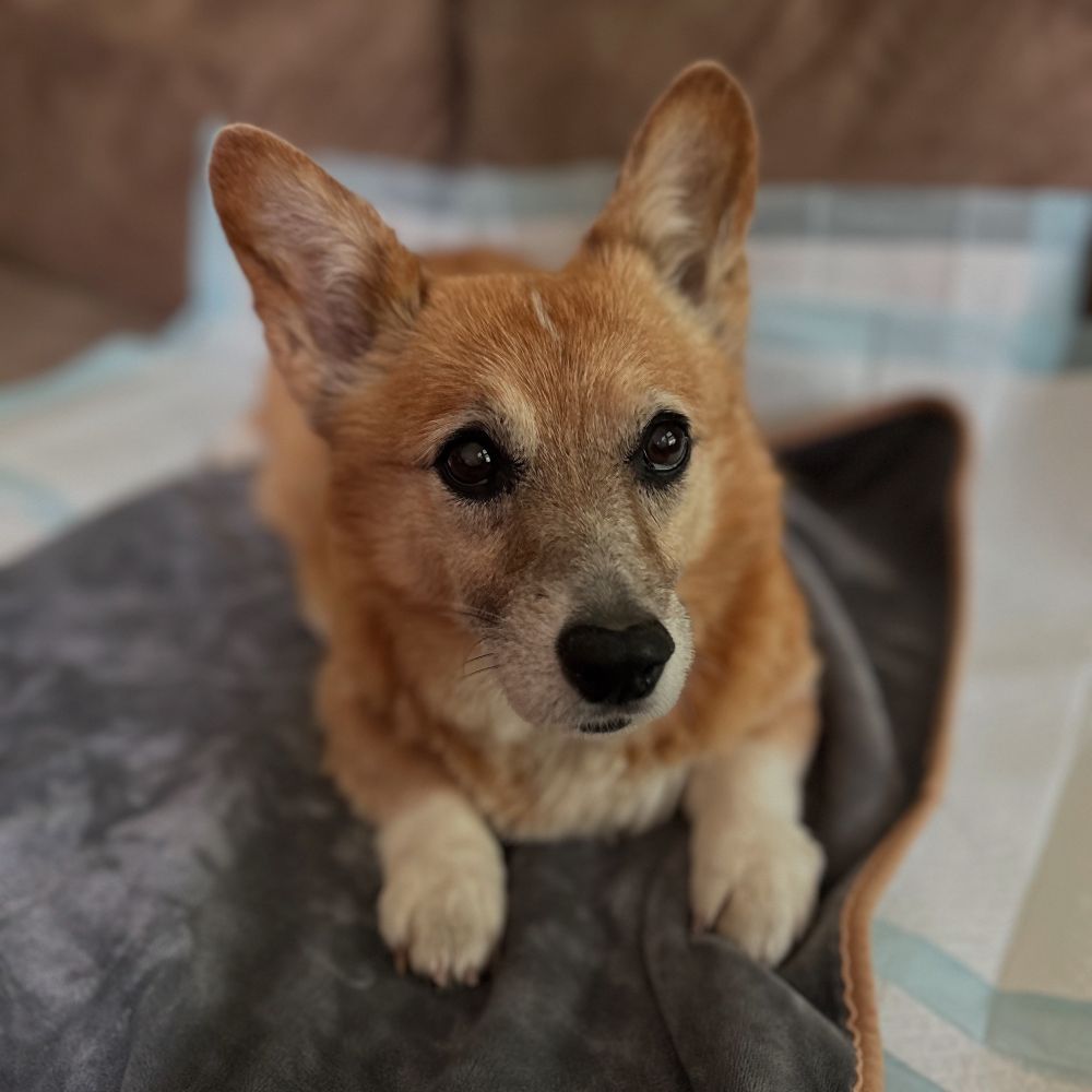 Our 15-year old corgi named Zoey who we had since 2014.