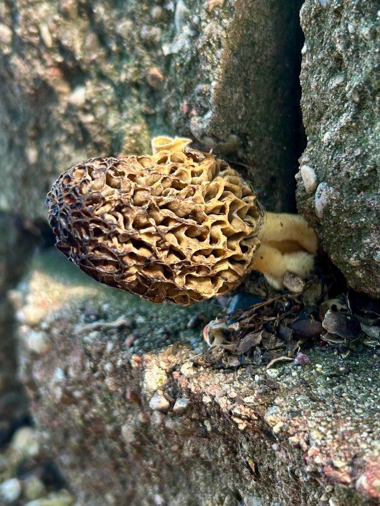 A small brown mushroom growing out of a retaining wall that may or may not be a morel