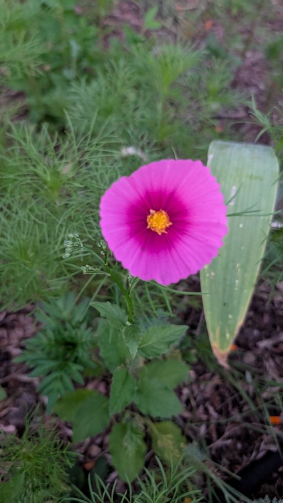 A pink flower with a yellow Center on a green background