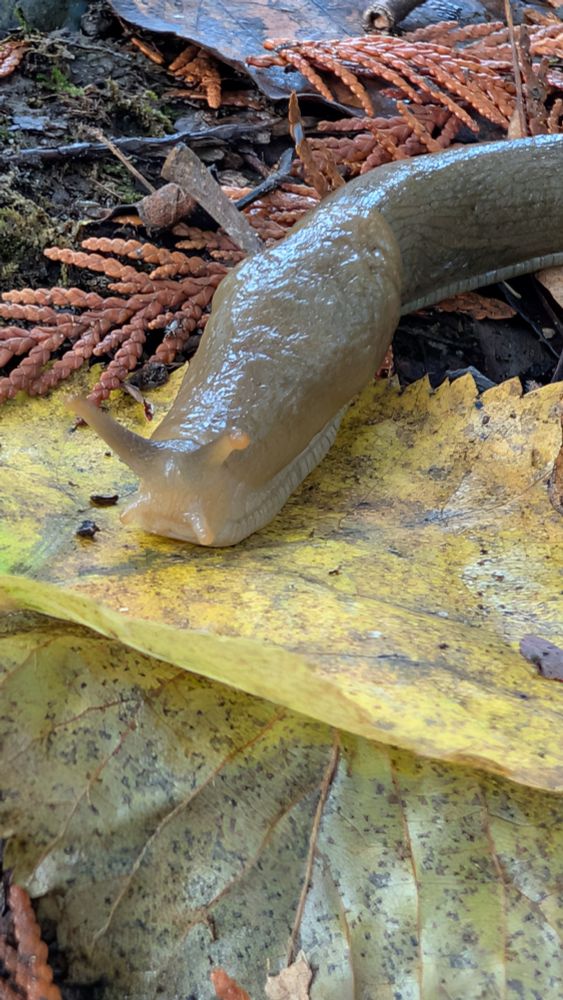 A yellow banana slug crawls across a yellow leaf