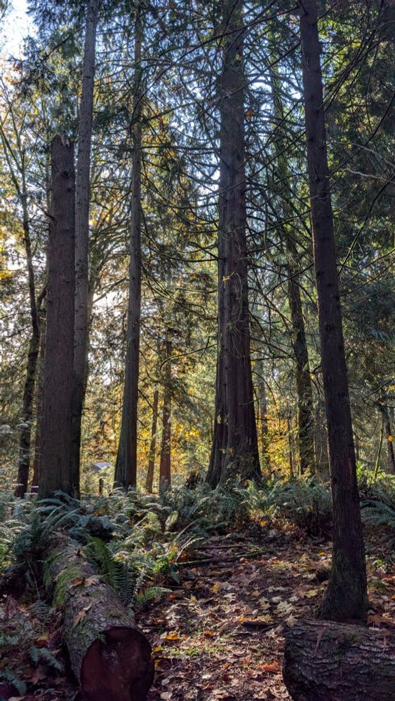 Leaf covered trail with tall trees and lots of yellow leaves.