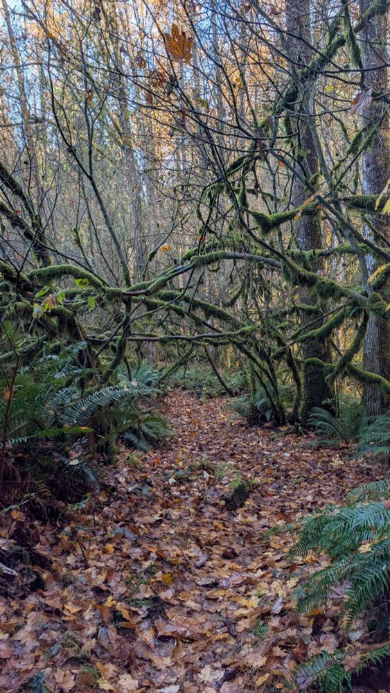 Mossy vine maples create an arch over a leaf covered trail.