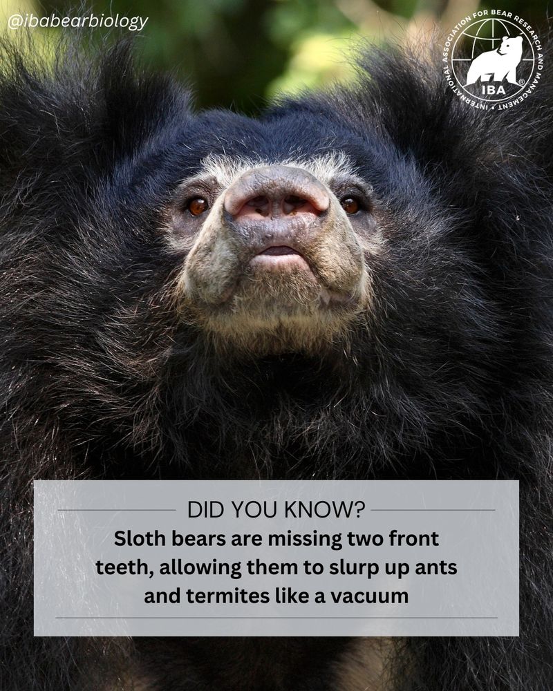 Close-up image of a sloth bear’s face with “did you know?” fact at the bottom.