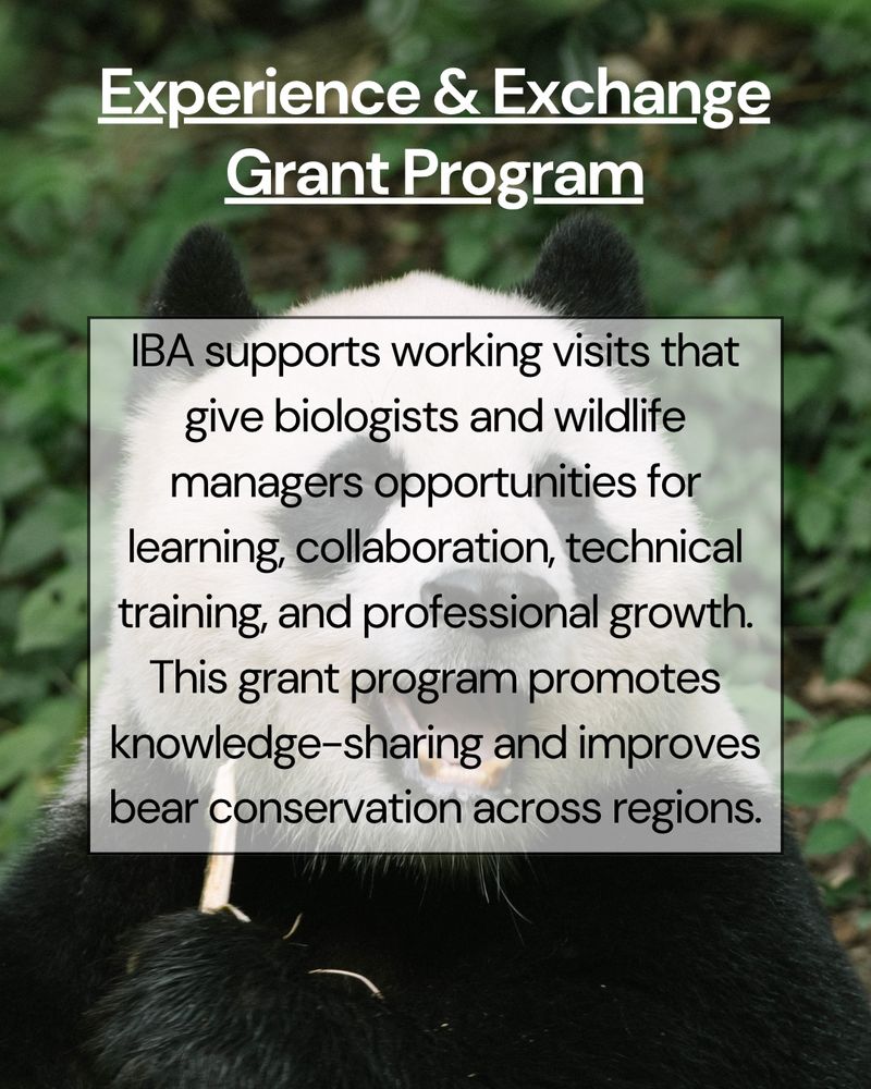 Same giant panda photo with overlay text providing information about the Experience & Exchange Grant Program.