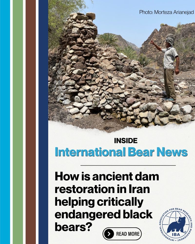 Person points at a tall, rocky ancient dam in Iran. On-screen text introduces the article “How is ancient dam restoration in Iran helping critically endangered black bears?”