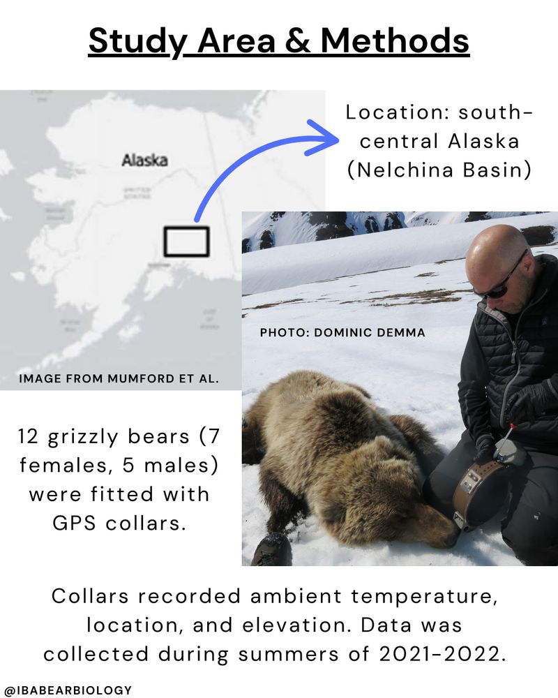 Map of Alaska with square around study area (Nelchina Basin). Second photo is of human working on sedated bear, holding a GPS collar. Text on screen explains study area & methods. 