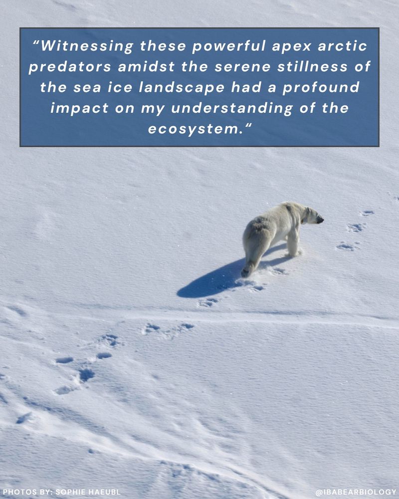 A polar bear walks across the snowy ground, leaving footprints in its path. Text on screen is a quote from Sophie about her experience doing field work in the arctic. 
