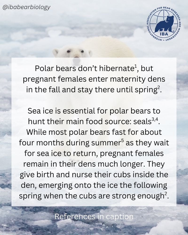Same image of polar bear with text overlaid describing a pregnant polar bear’s fasting period.

References:
1. Messier, F., M.K. Taylor, and M.A. Ramsay. 1994. Denning ecology of polar bears in the Canadian Arctic Archipelago. Journal of Mammalogy 75:420–430. doi: 10.2307/1382563
2. Ursus maritimus (Polar bear) (webpage). International Association for Bear Research and Management.
3. Rode, K.D., J.D. Reist, E. Peacock, and I. Stirling. 2010. Comments in response to “Estimating the energetic contribution of polar bear (Ursus maritimus) summer diets to the total energy budget” by Dyck and Kebreab (2009). Journal of Mammalogy 91:1517–1523. doi: 10.1644/09-MAMM-A-399.1
4. Rode, K.D., C.T. Robbins, L. Nelson, and S.C. Amstrup. 2015. Can polar bears use terrestrial foods to offset lost ice-based hunting opportunities? Frontiers in Ecology and the Environment 13:138–145. doi: 10.1890/140202
5. Stirling, I., and A.E. Derocher. 2012. Effects of climate warming on polar bears: a review of the evidence. Global Change Biology 18:2694–2706. doi: 10.1111/j.1365-2486.2012.02753.x
6. Robbins, C.T., C. Lopez-Alfaro, K.D. Rode, Ø. Tøien, and O.L. Nelson. 2012. Hibernation and seasonal fasting in bears: the energetic costs and consequences for polar bears. Journal of Mammalogy 93:1493–1503. doi: 10.1644/11-MAMM-A-406.1