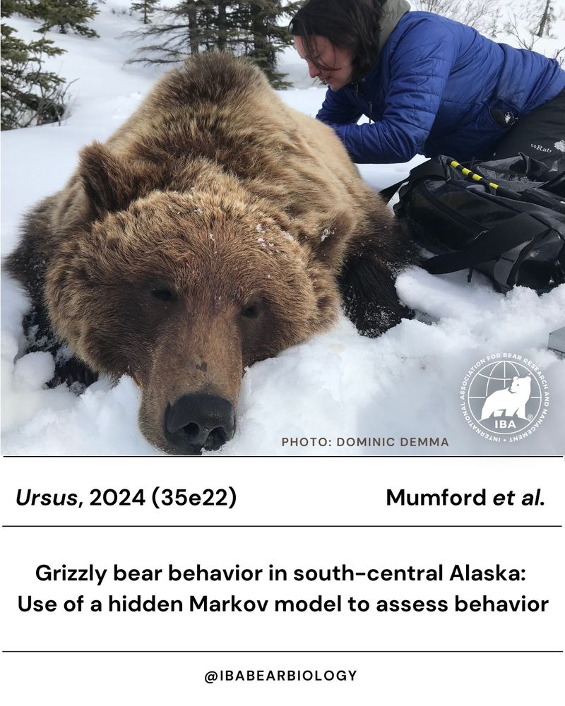 Image of sedated grizzly bear and person working on bear, with snow on the ground. Includes title of paper, authors, IBA logo & Ursus, 2024 (35e22)