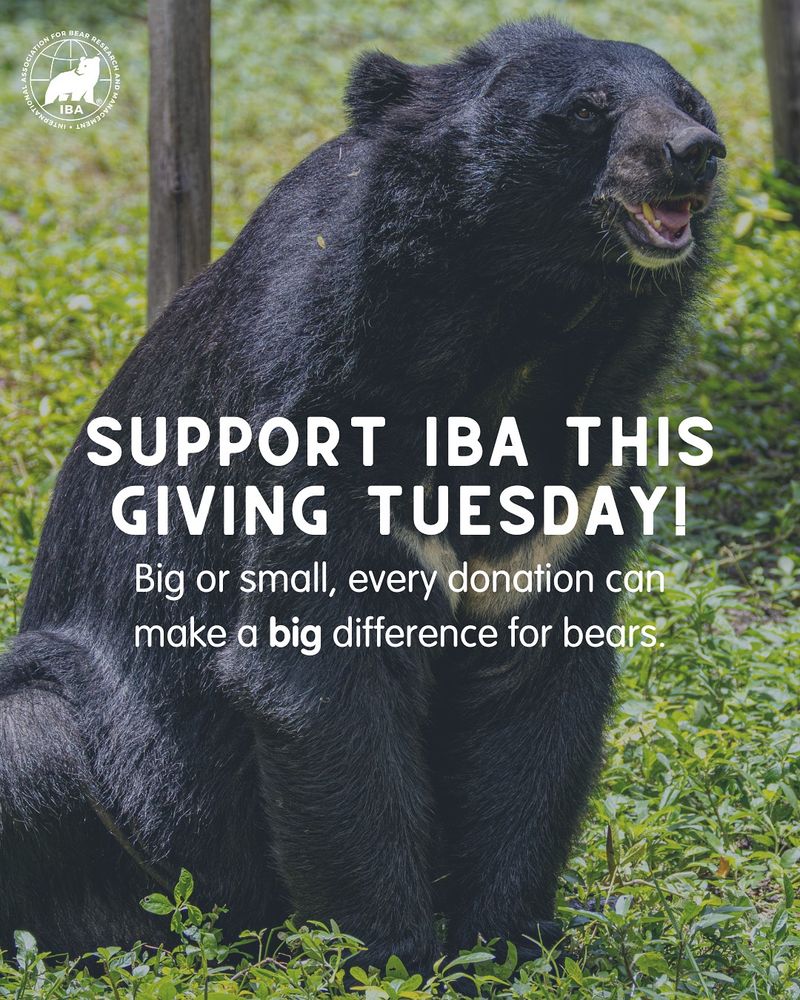 Asiatic black bear sits in bushes. On-screen text encourages donations for giving Tuesday. 