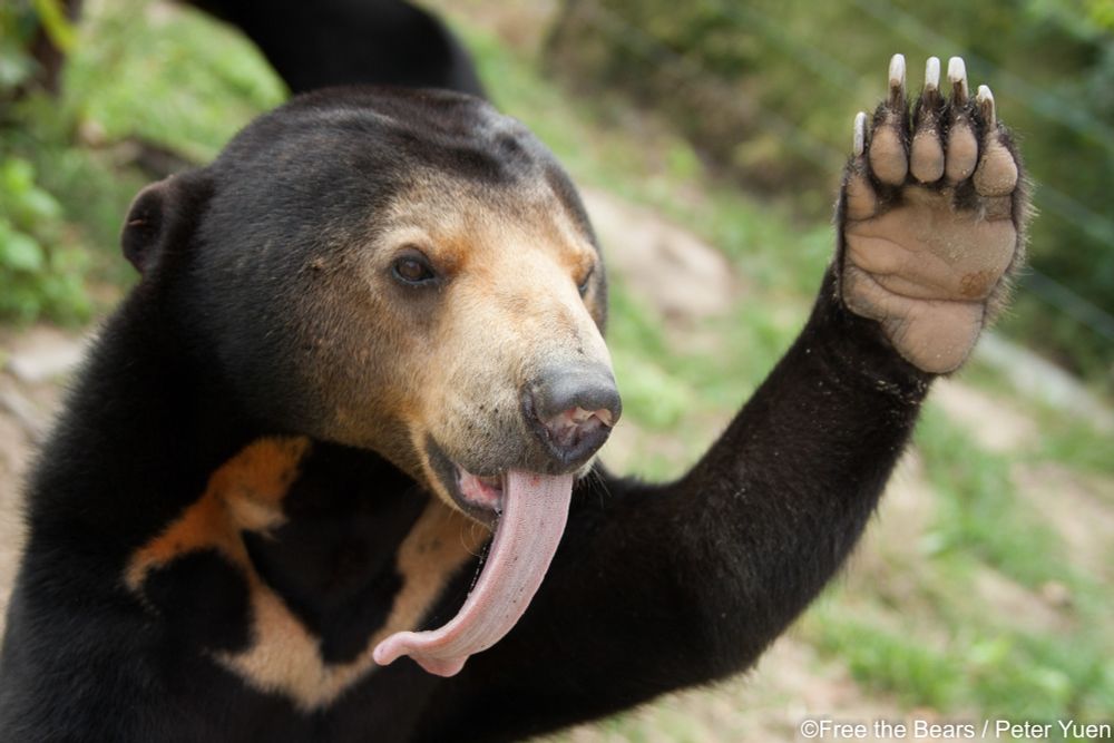sun bear with tongue out and paw raised in the air. Photo by Peter Yuen