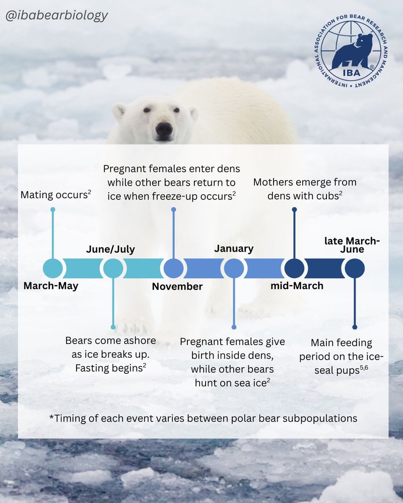 Same image of polar bear with infographic over top, showing a general timeline of a year in a polar bear’s life.

References:
1. Messier, F., M.K. Taylor, and M.A. Ramsay. 1994. Denning ecology of polar bears in the Canadian Arctic Archipelago. Journal of Mammalogy 75:420–430. doi: 10.2307/1382563
2. Ursus maritimus (Polar bear) (webpage). International Association for Bear Research and Management.
3. Rode, K.D., J.D. Reist, E. Peacock, and I. Stirling. 2010. Comments in response to “Estimating the energetic contribution of polar bear (Ursus maritimus) summer diets to the total energy budget” by Dyck and Kebreab (2009). Journal of Mammalogy 91:1517–1523. doi: 10.1644/09-MAMM-A-399.1
4. Rode, K.D., C.T. Robbins, L. Nelson, and S.C. Amstrup. 2015. Can polar bears use terrestrial foods to offset lost ice-based hunting opportunities? Frontiers in Ecology and the Environment 13:138–145. doi: 10.1890/140202
5. Stirling, I., and A.E. Derocher. 2012. Effects of climate warming on polar bears: a review of the evidence. Global Change Biology 18:2694–2706. doi: 10.1111/j.1365-2486.2012.02753.x
6. Robbins, C.T., C. Lopez-Alfaro, K.D. Rode, Ø. Tøien, and O.L. Nelson. 2012. Hibernation and seasonal fasting in bears: the energetic costs and consequences for polar bears. Journal of Mammalogy 93:1493–1503. doi: 10.1644/11-MAMM-A-406.1