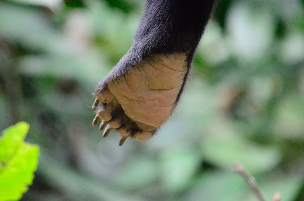 close up of hind paw of sun bear. Photo by Frank T. van Manen. 