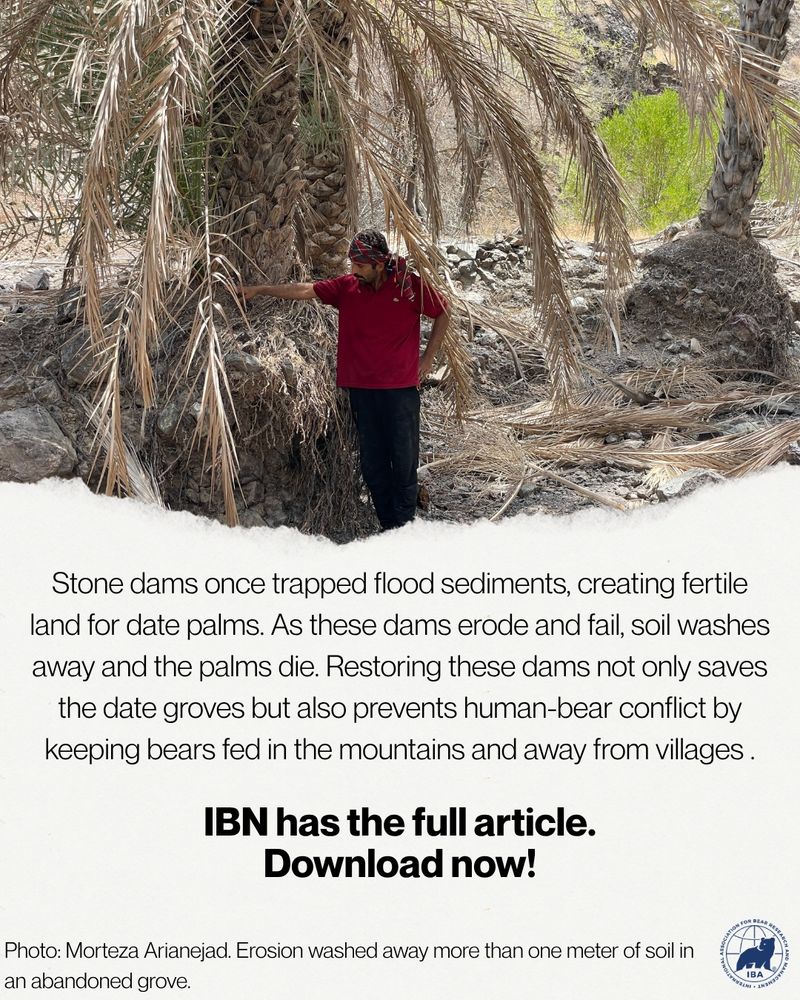 Person stands beneath dead date palm trees, with on-screen text noting that restoring dams helps save this vital bear food source.