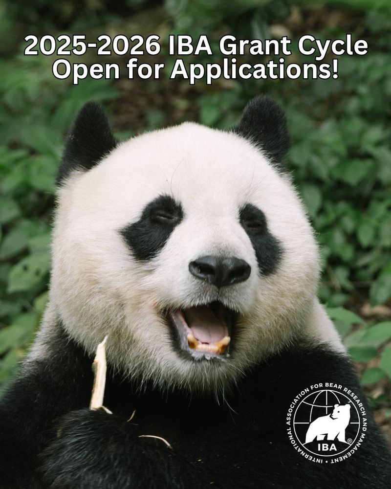 Close up of a giant panda eating bamboo. Text on screen reads “2025-2026 IBA Grant Cycle Open for Applications!” and IBA logo.
