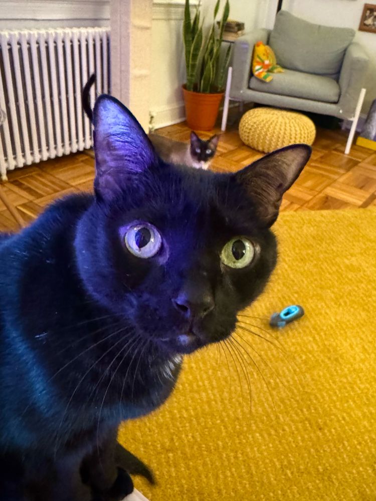 A black cat named Nushka tinted blue from the TV. Behind him Kirby the Siamese mix cat peeks over Nushka’s head. 