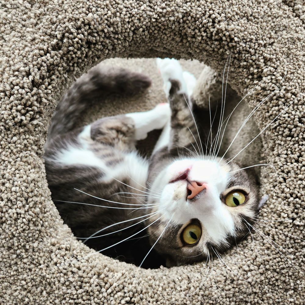 World's most handsome man looks up at you from the hole in his cat tower 