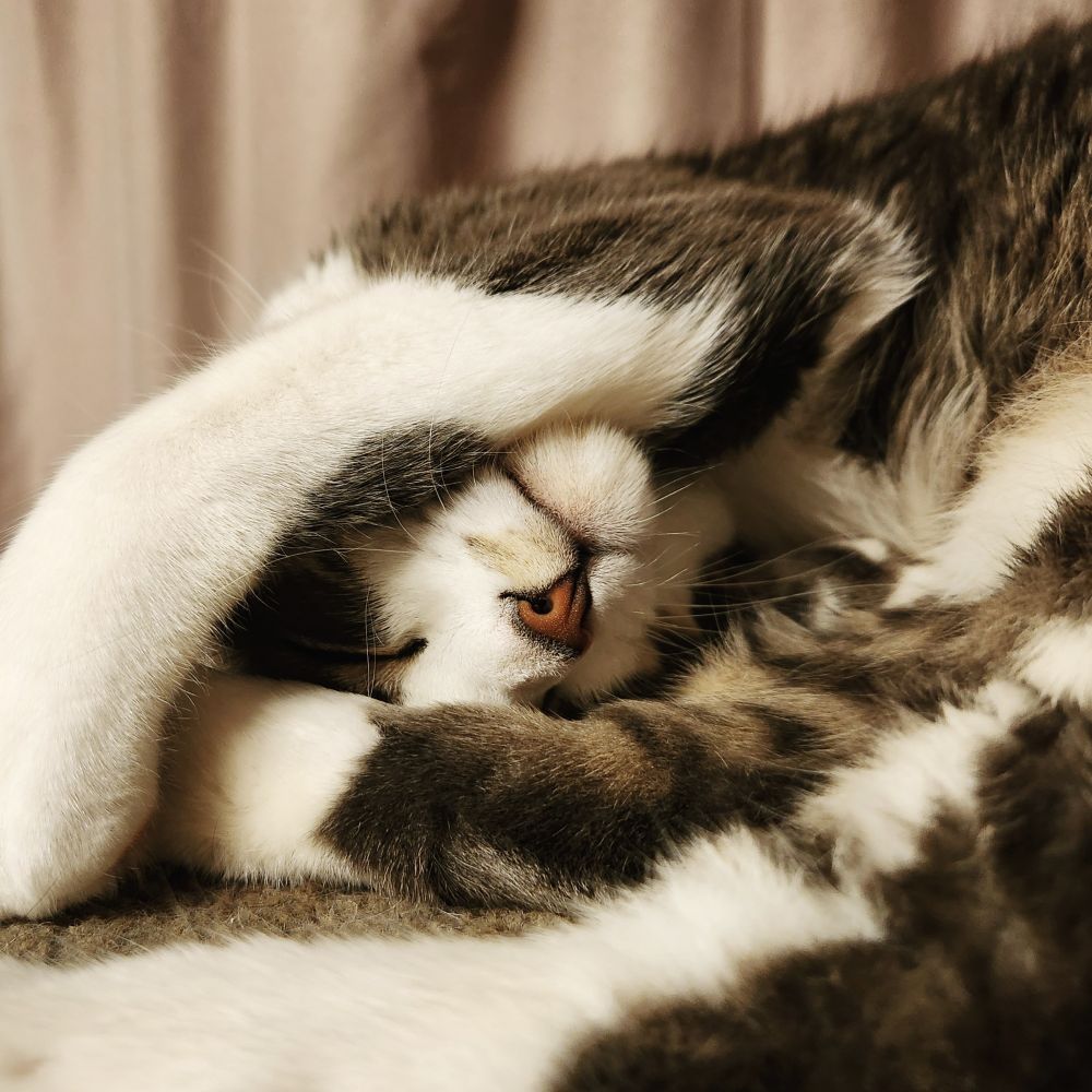 A grey and white cat with a paw over his head 
