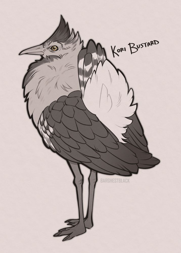 Drawing of a Kori Bustard (Ardeotis kori), tall flying bird from Africa