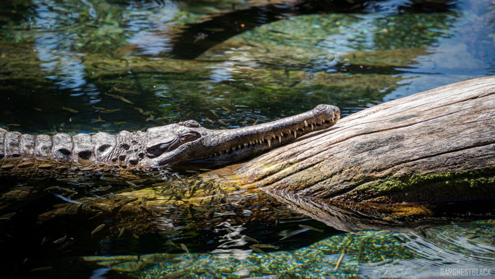 Gharial laying on a log