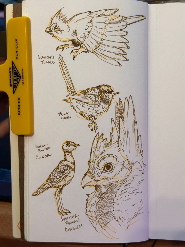 Sketches of birds in travelers notebook, yellow highlighter and brown ink. Schlow’s turaco, fairy wren, double-banded courser, greater prairie chicken