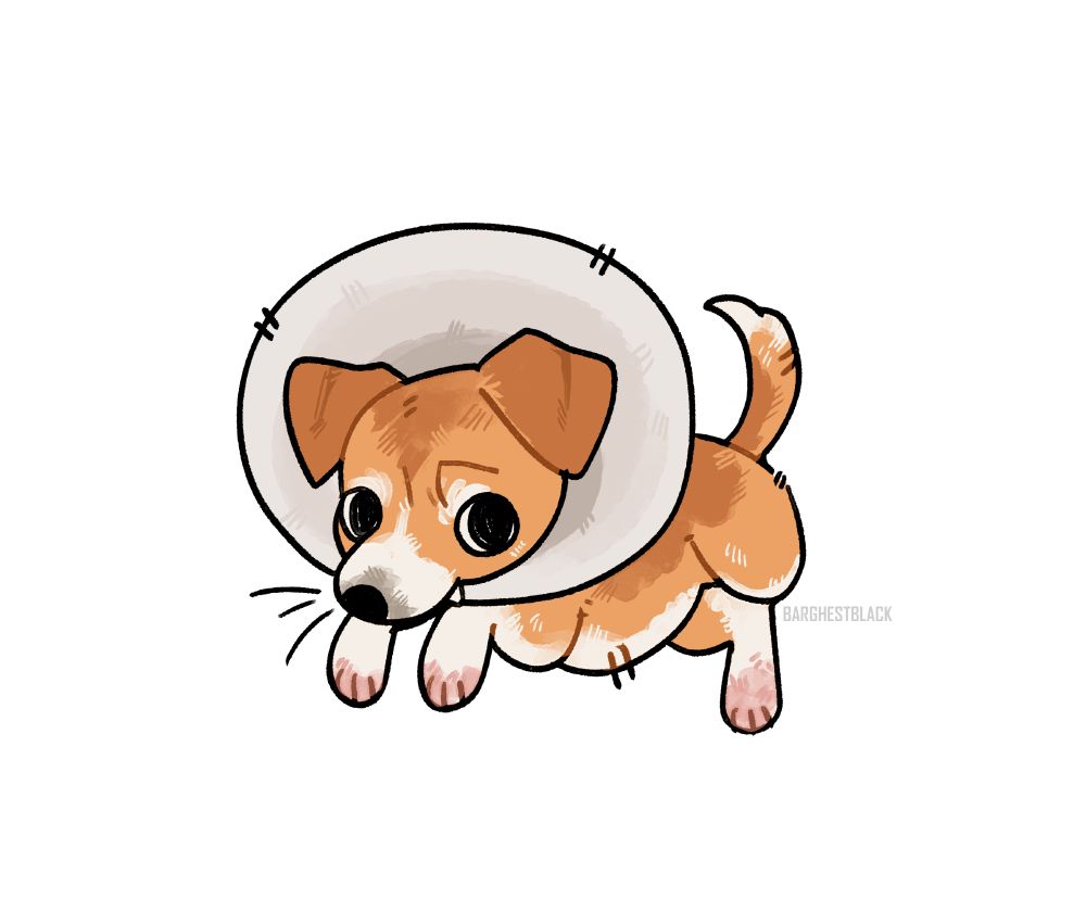 Drawing of my tripod jack russell, Dipper, wearing a cone and having pink chewed on feet