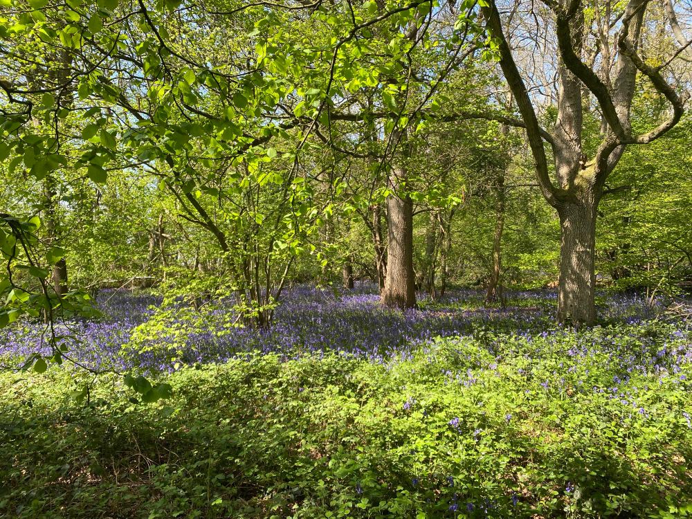 Picture of very green woodland with a carpet of purple-blue across the ground. Sunlight is casting lovely shadows between the bright patches 