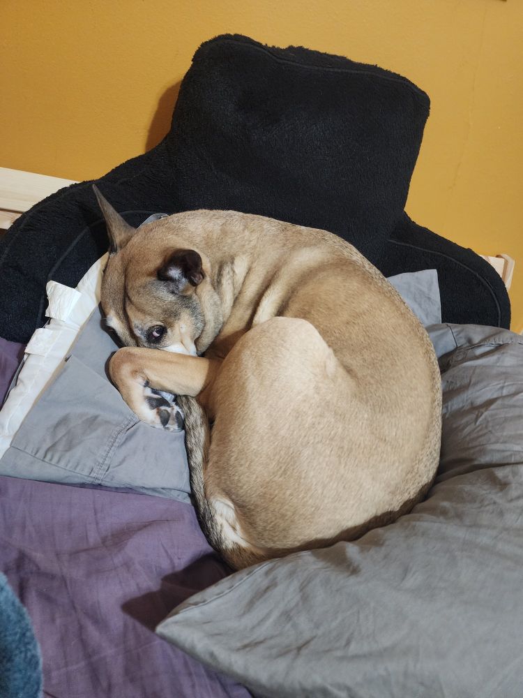 A dog curled up on pillows 