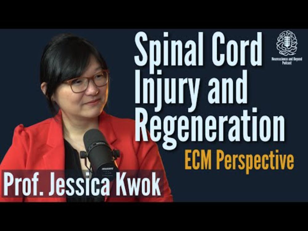 How Does the Extracellular Matrix (ECM) Affect Spinal Cord Injury?