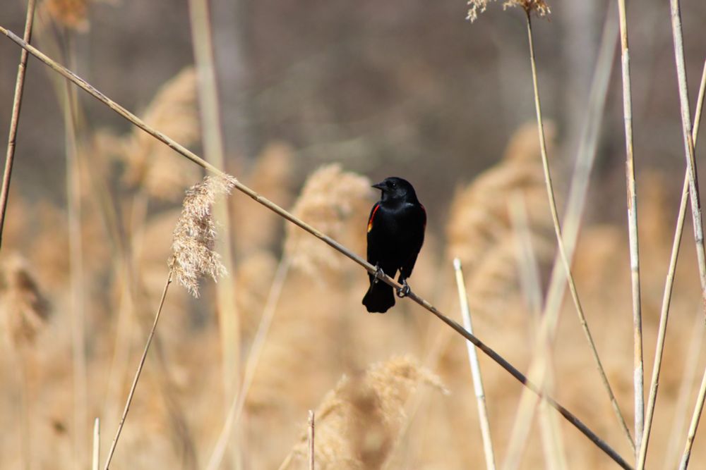 Red-winged Blackbird on Reed Grass