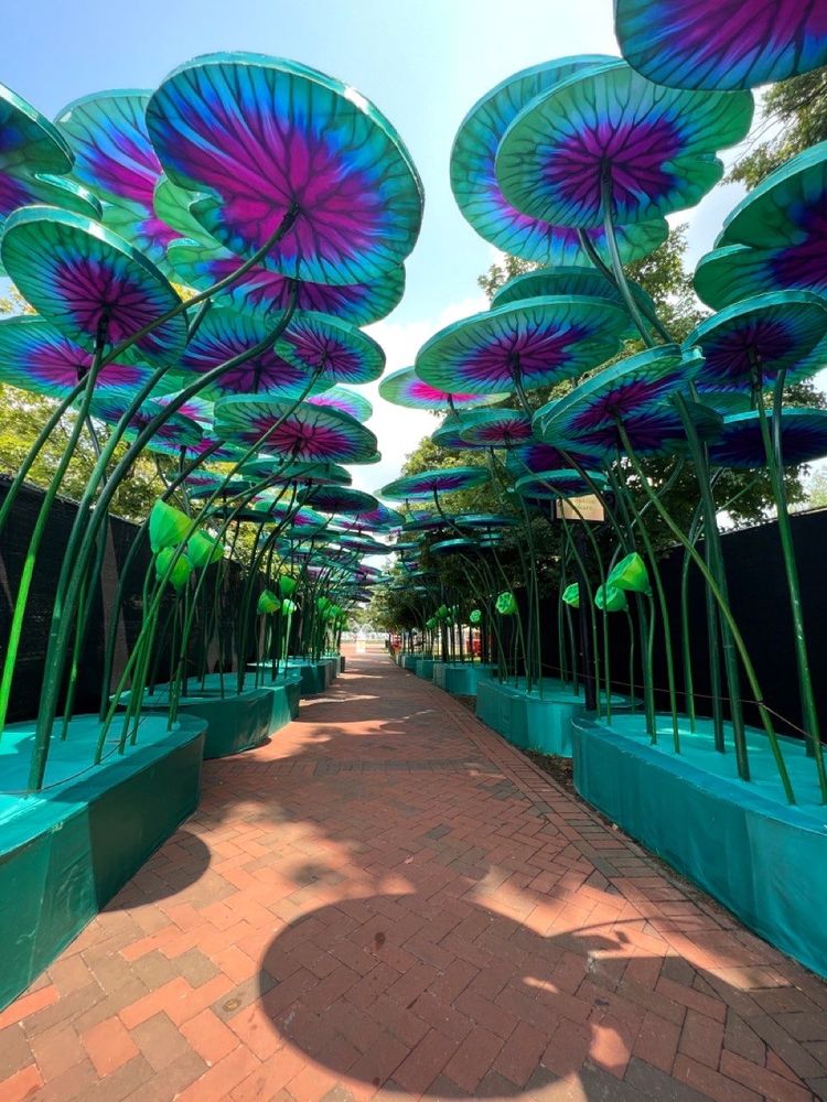 Multicolored lily pad lanterns create a tunnel through the park
