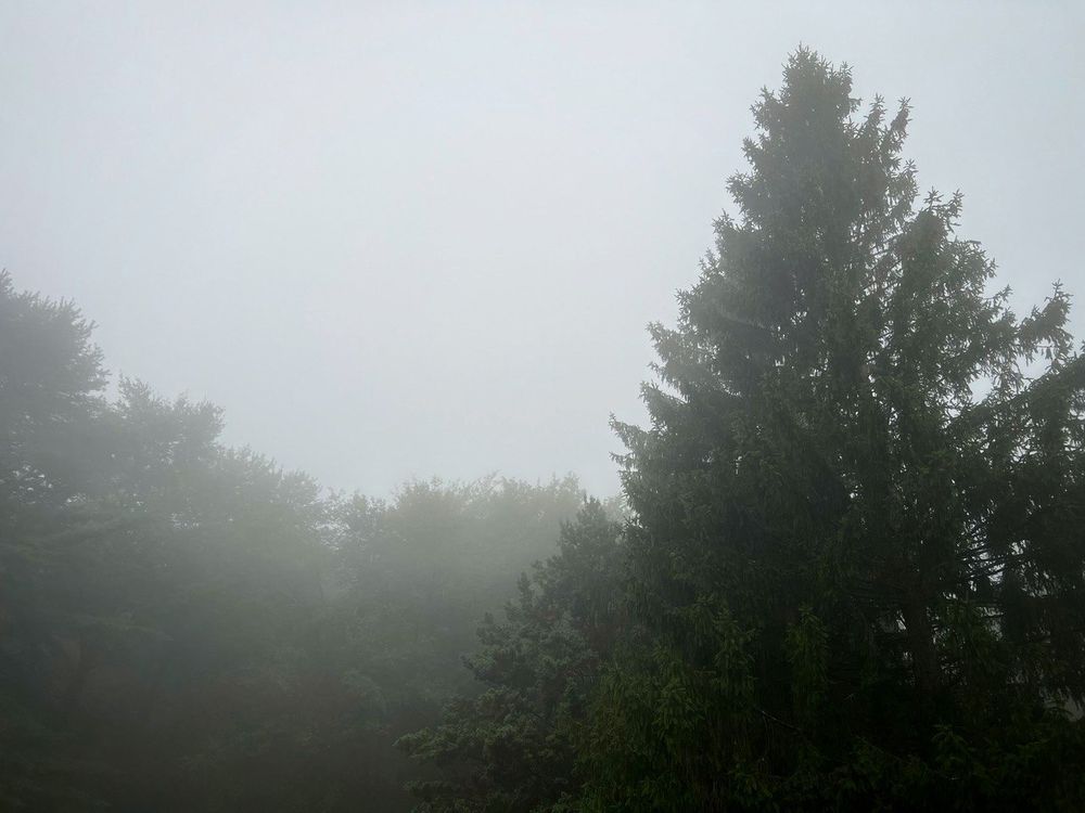 The foggy woods morning in NJ after the shows