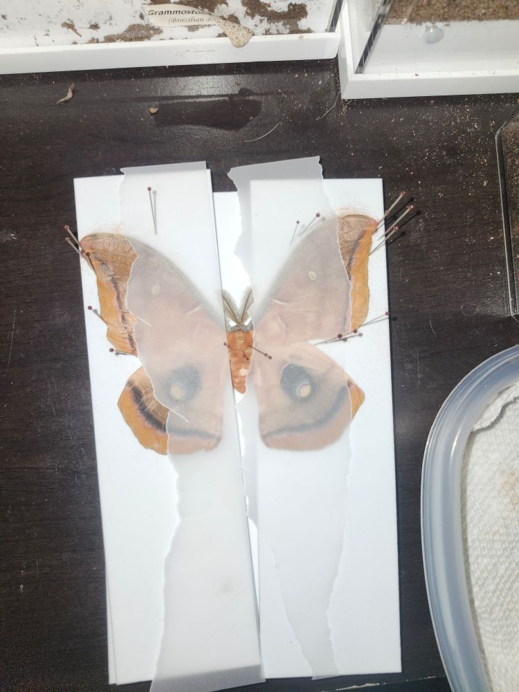 A polyphemus moth spread and pinned to foam covered in parchment paper strips that have been poorly torn.