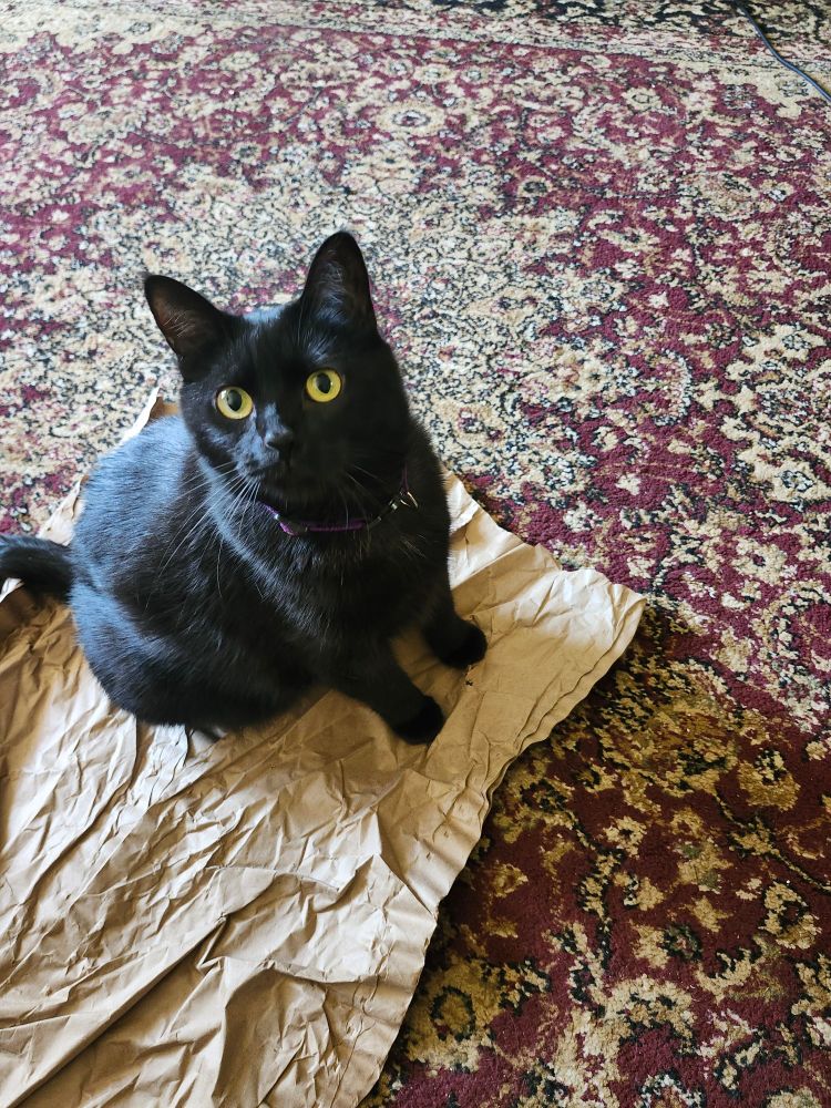 A black cat sitting on some crinkled paper on a rug