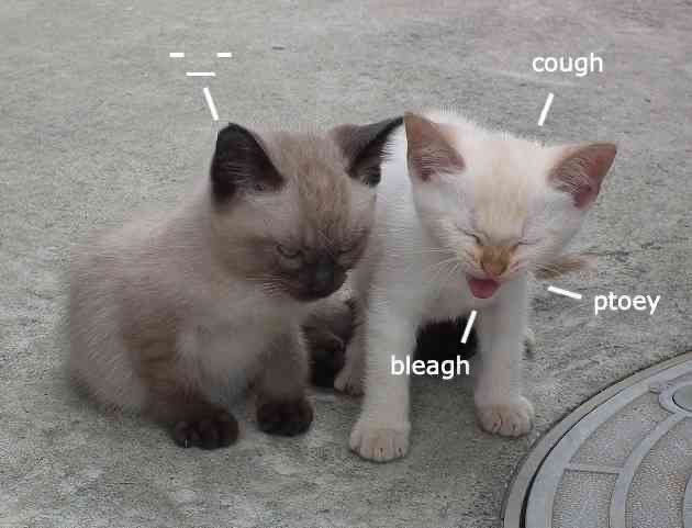 Two kittens. One looks grumpy, a -_- emoticon next to it. The other looks to be meowing but is captioned like it's coughing "cough ptoey bleagh"