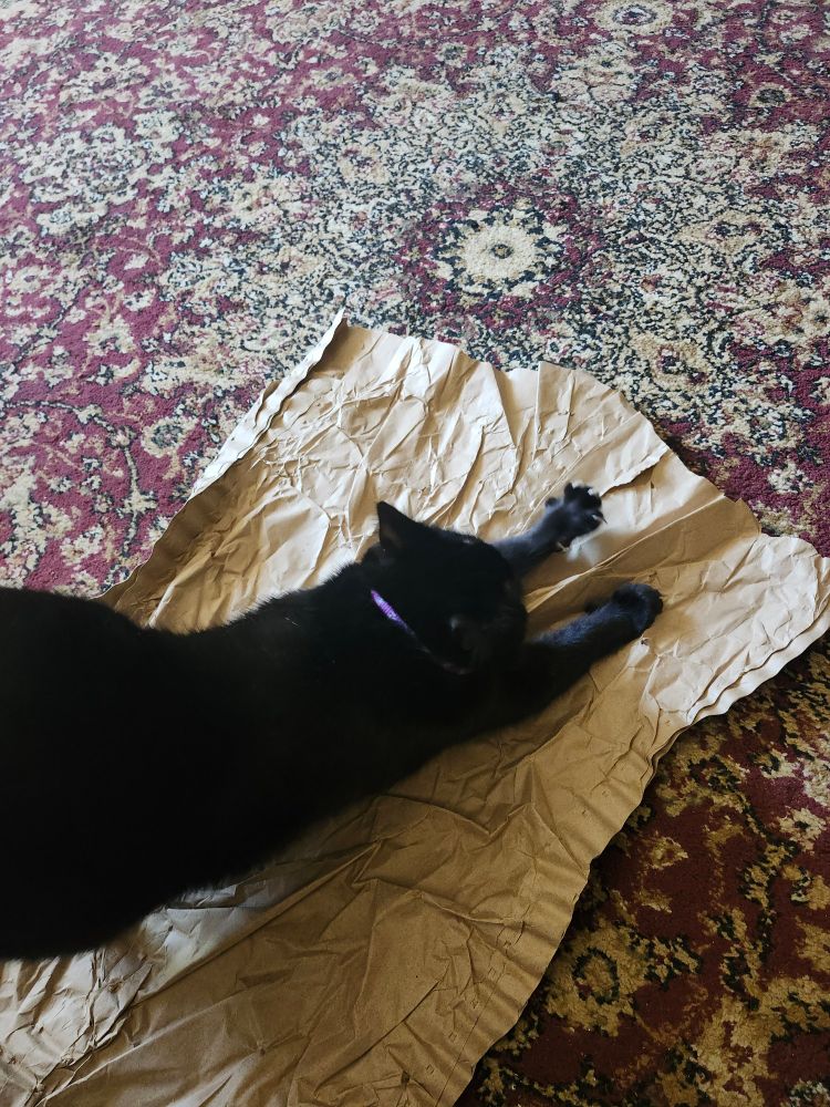 A black cat stretching on the paper