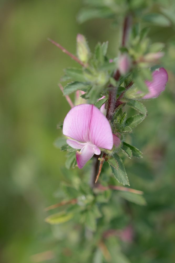 Spiny Restharrow - Ononis spinosa