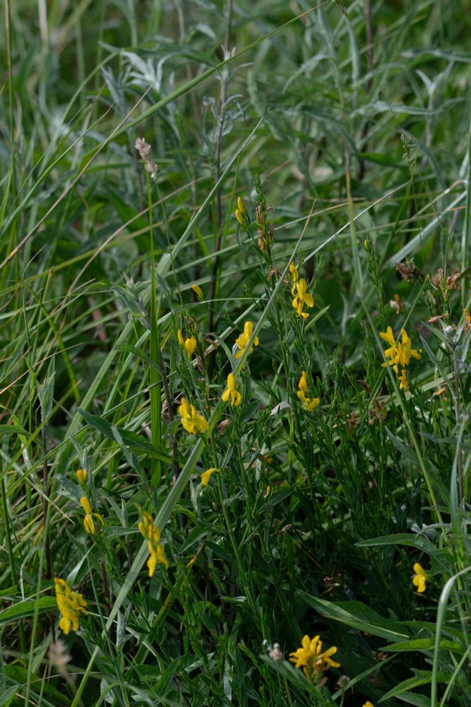Dyer's Greenweed (Genista tinctoria)